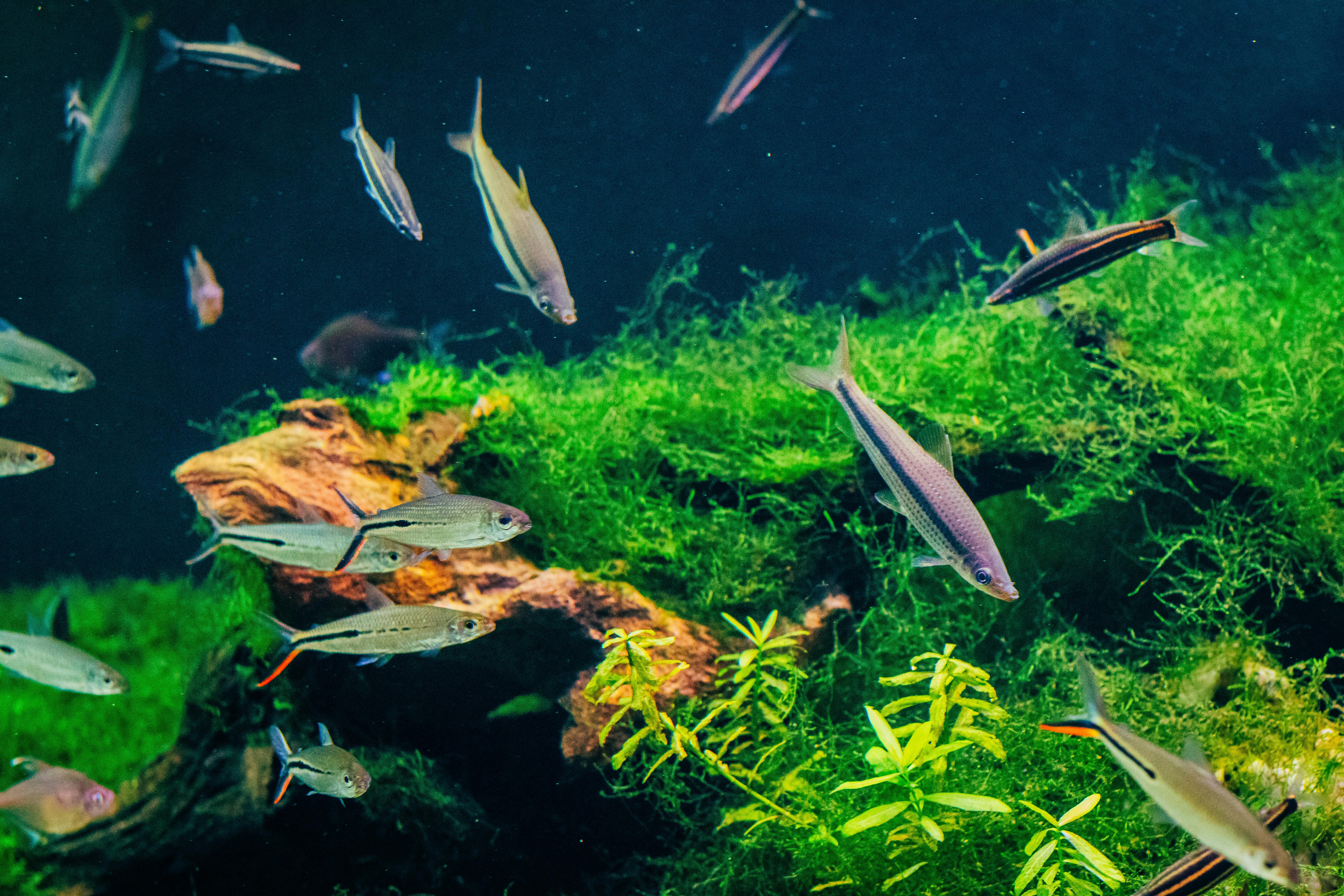 neon-tetra